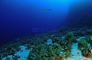Sphyraena barracuda barracouda a queue noire ambiance-Safaga Abu kifan-30m-20171124-Denis-ADER-DSC_3793_tn